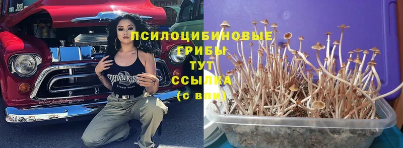 Псилоцибиновые грибы Magic Shrooms  OMG вход  Лакинск 